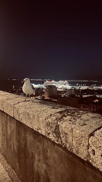 NUOVO GABBIANO
